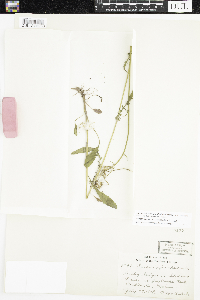 Packera paupercula image