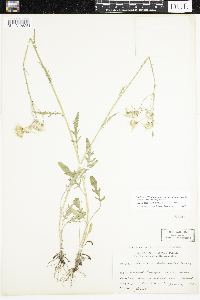 Packera paupercula image