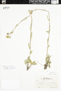 Packera paupercula image