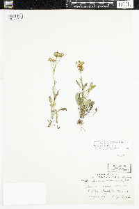 Packera paupercula image
