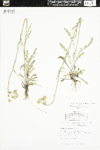 Packera paupercula image