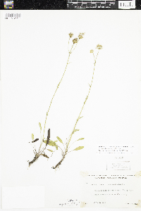 Packera paupercula image