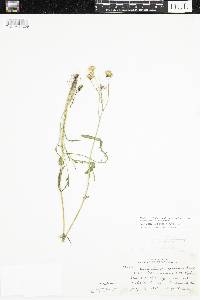 Packera paupercula image