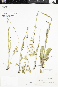 Packera paupercula image