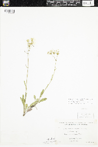 Packera paupercula image