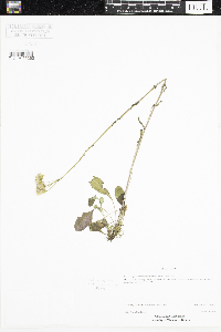 Packera paupercula image