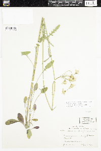 Packera paupercula image