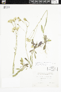 Packera paupercula image