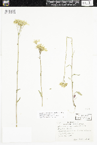 Packera paupercula image