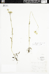 Packera paupercula image
