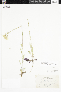 Packera paupercula image