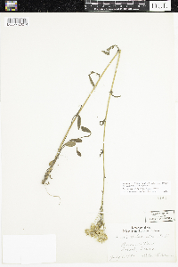 Packera paupercula image