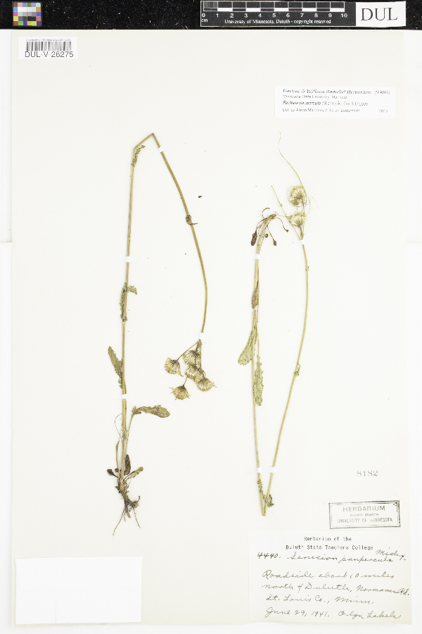 Packera paupercula image