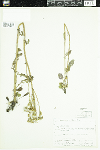 Packera pauciflora image