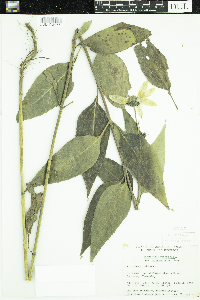 Media resource of Helianthus tuberosus