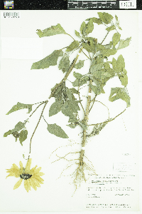 Helianthus petiolaris image