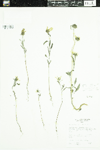 Helianthus petiolaris image
