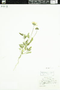 Helianthus petiolaris image