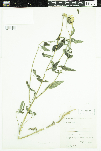 Helianthus petiolaris image