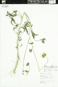 Helianthus petiolaris image