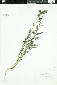 Helianthus petiolaris image