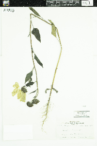 Helianthus petiolaris image