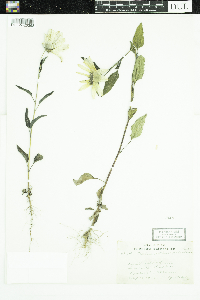 thumbnail image of current specimen