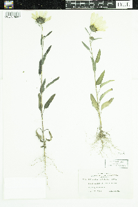 Helianthus petiolaris image