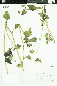Helianthus petiolaris image