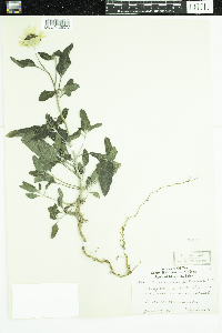 Helianthus petiolaris image
