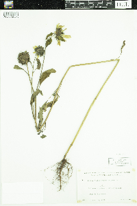 Helianthus petiolaris image