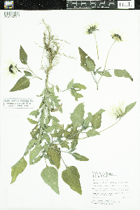 Helianthus petiolaris image
