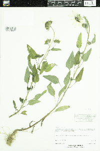 Helianthus petiolaris image