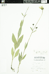 Helianthus pauciflorus subsp. subrhomboideus image