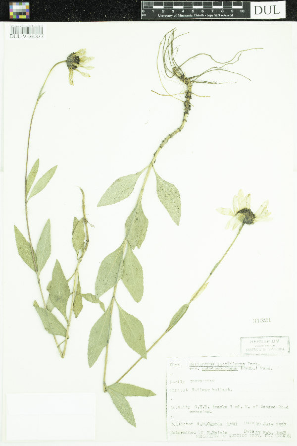 Helianthus pauciflorus subsp. subrhomboideus image