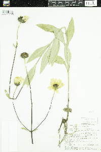 Helianthus pauciflorus subsp. subrhomboideus image