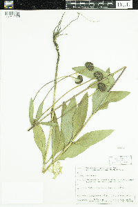 Helianthus pauciflorus subsp. subrhomboideus image