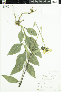 Helianthus pauciflorus subsp. subrhomboideus image