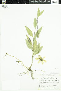 Helianthus pauciflorus subsp. subrhomboideus image