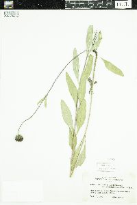 Helianthus pauciflorus subsp. subrhomboideus image