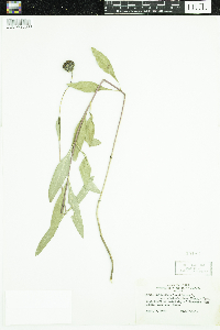 Helianthus pauciflorus subsp. subrhomboideus image