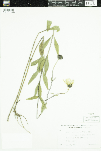 Helianthus pauciflorus subsp. subrhomboideus image