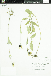 Helianthus pauciflorus subsp. subrhomboideus image
