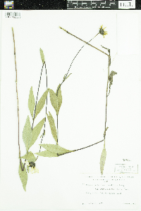 Helianthus pauciflorus subsp. subrhomboideus image