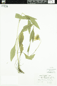 Helianthus pauciflorus subsp. subrhomboideus image