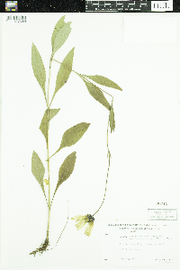 Helianthus pauciflorus subsp. subrhomboideus image