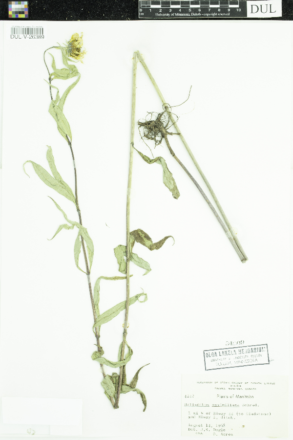 Helianthus maximiliani image