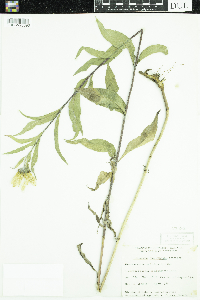 Helianthus maximiliani image