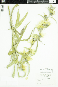 Helianthus maximiliani image