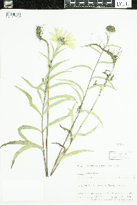 Helianthus maximiliani image
